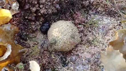 How to Clean Golf Balls from Ponds
